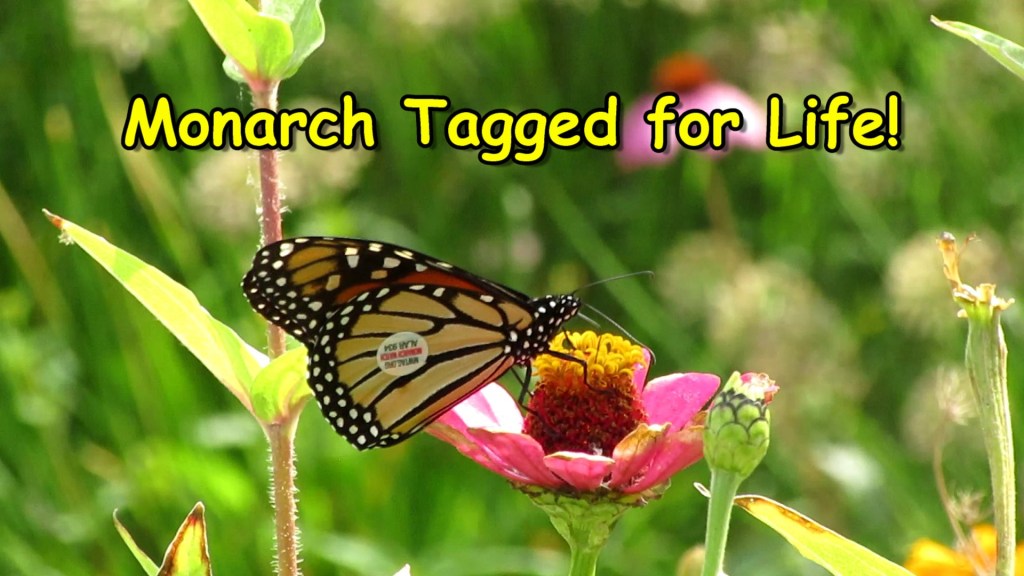 Monarch Butterfly Tagged for&nbsp;Life!