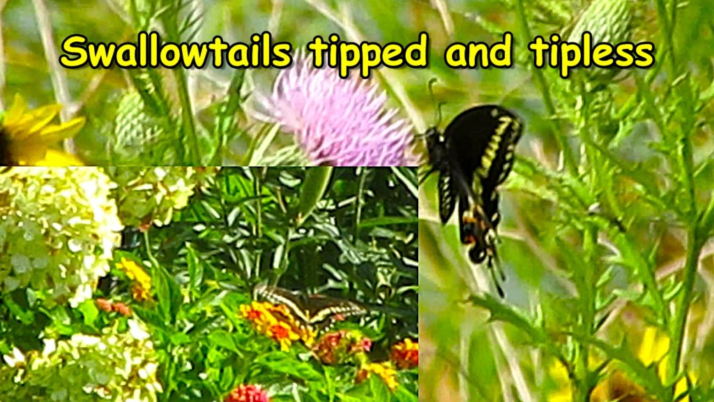 Swallowtails Can Be Tipped or Tipless!