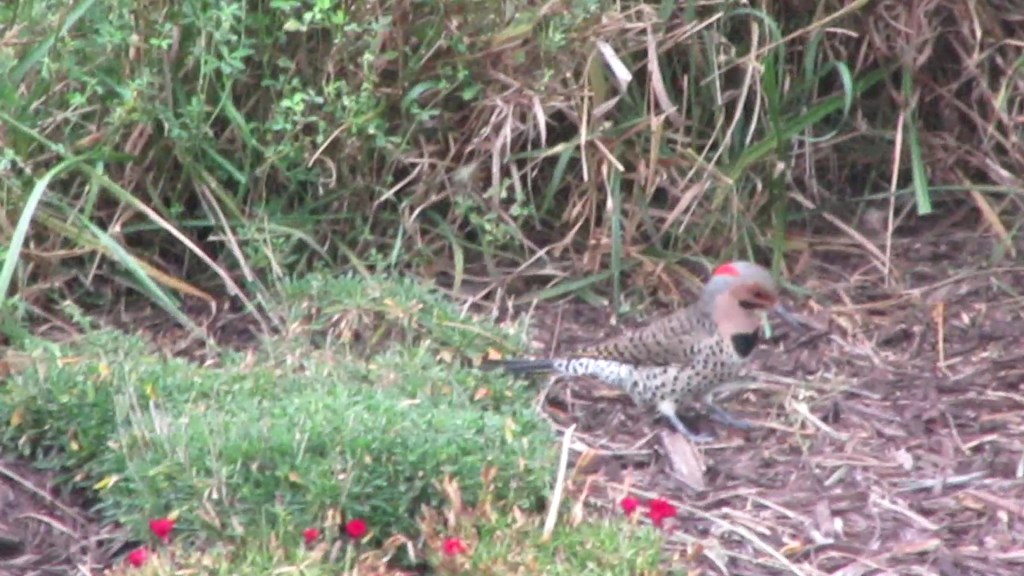 A Flick on Fall&nbsp;Flickers