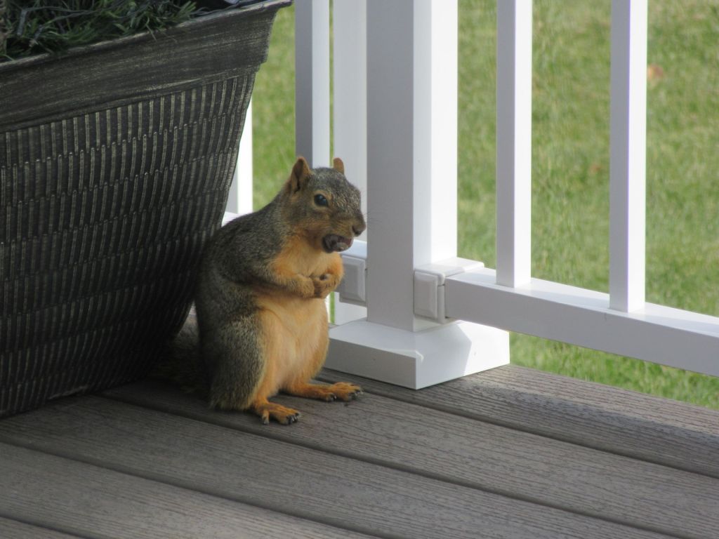 Oddball Cribbage Variants Marathon Today and a Catatonic&nbsp;Squirrel!