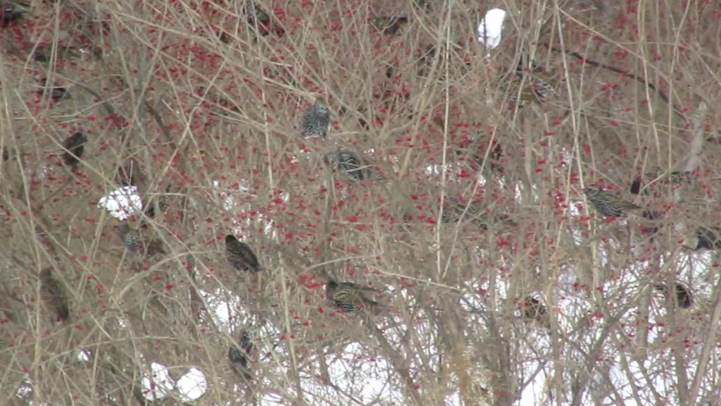 Starlings and More!
