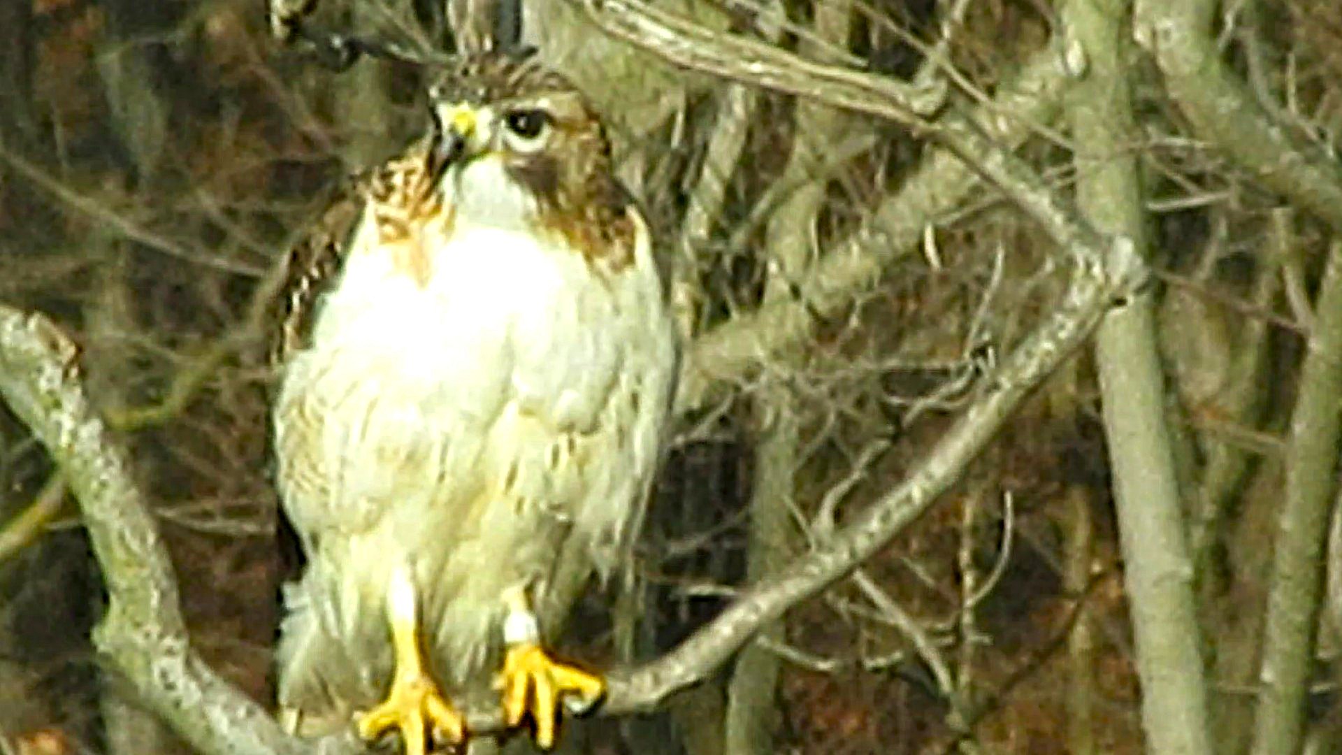 Saw a Banded Red-tailed Hawk in Our Back Yard!