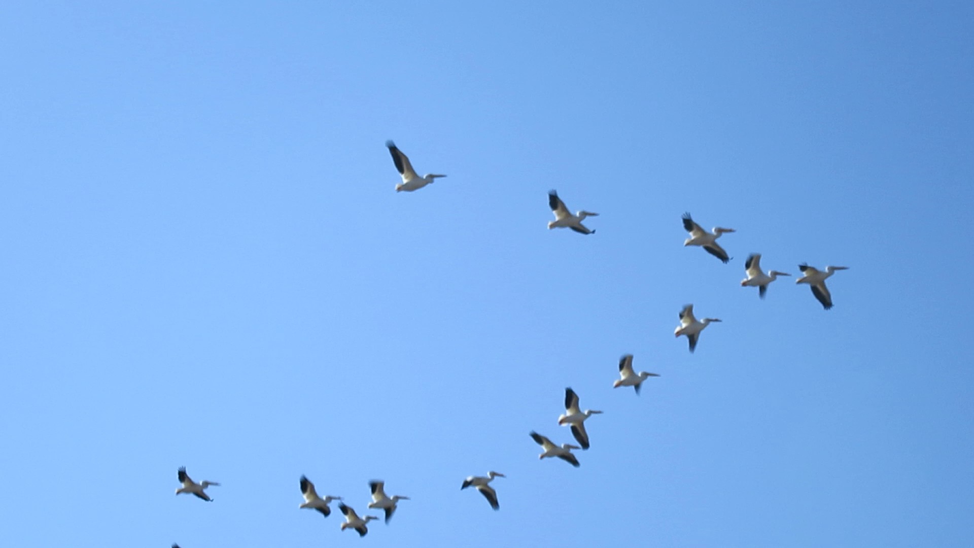 Pelicans on Parade!