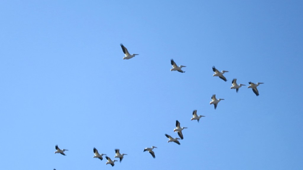 Pelicans on Parade!