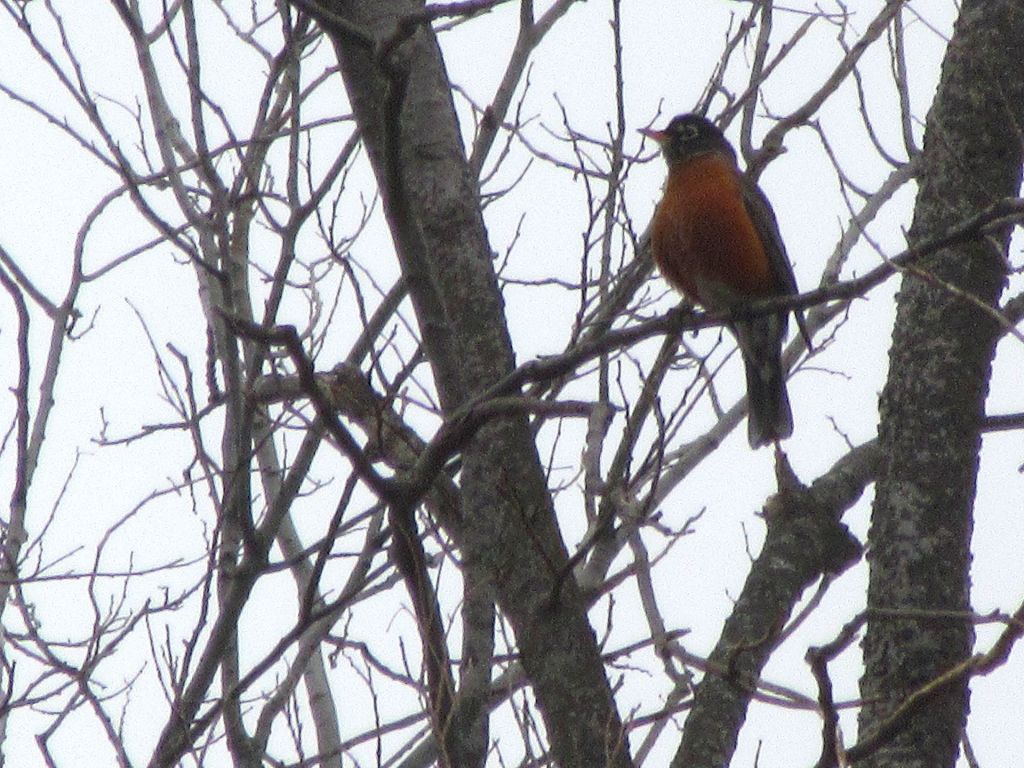 First Sight of Robins&nbsp;Today!
