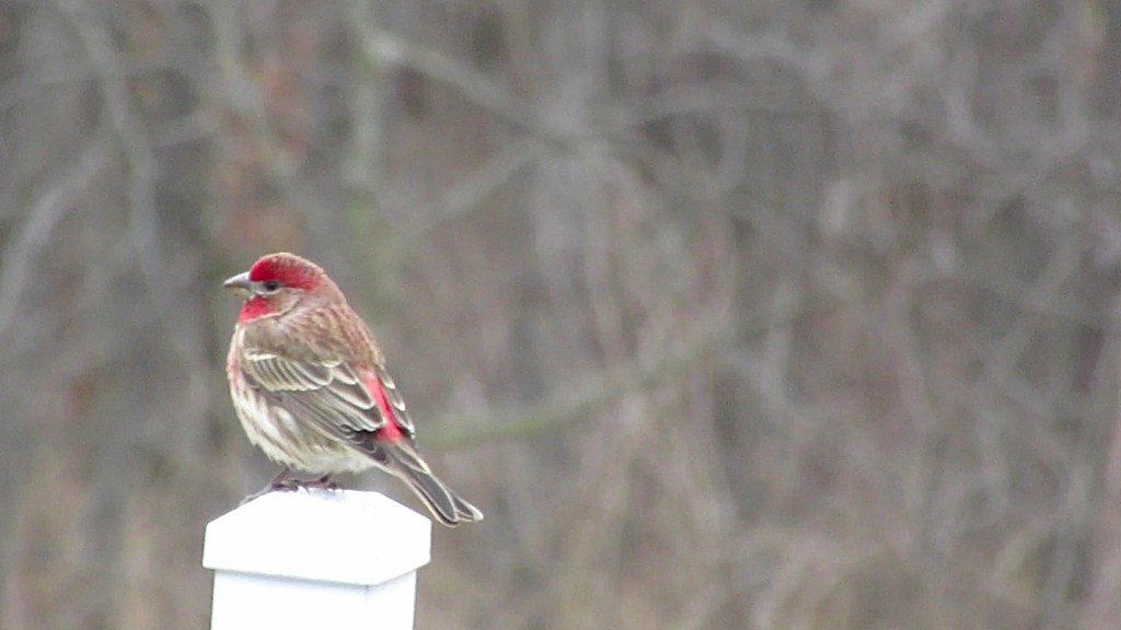 Thoughts on House&nbsp;Finches