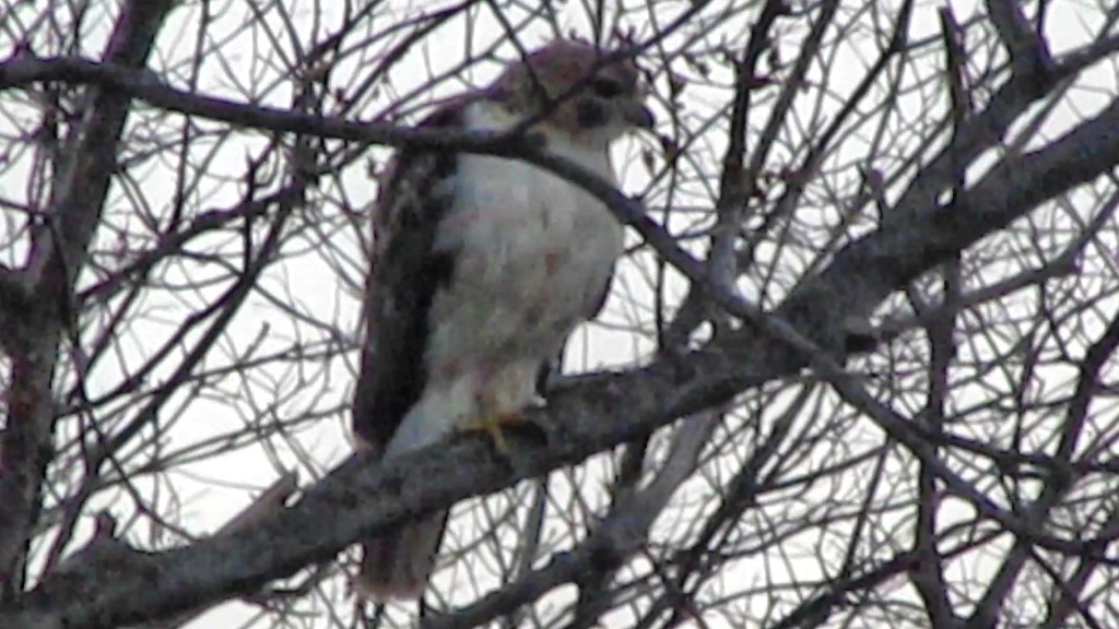 Saw What Might Be a Red-tail Hawk in Our Back Yard