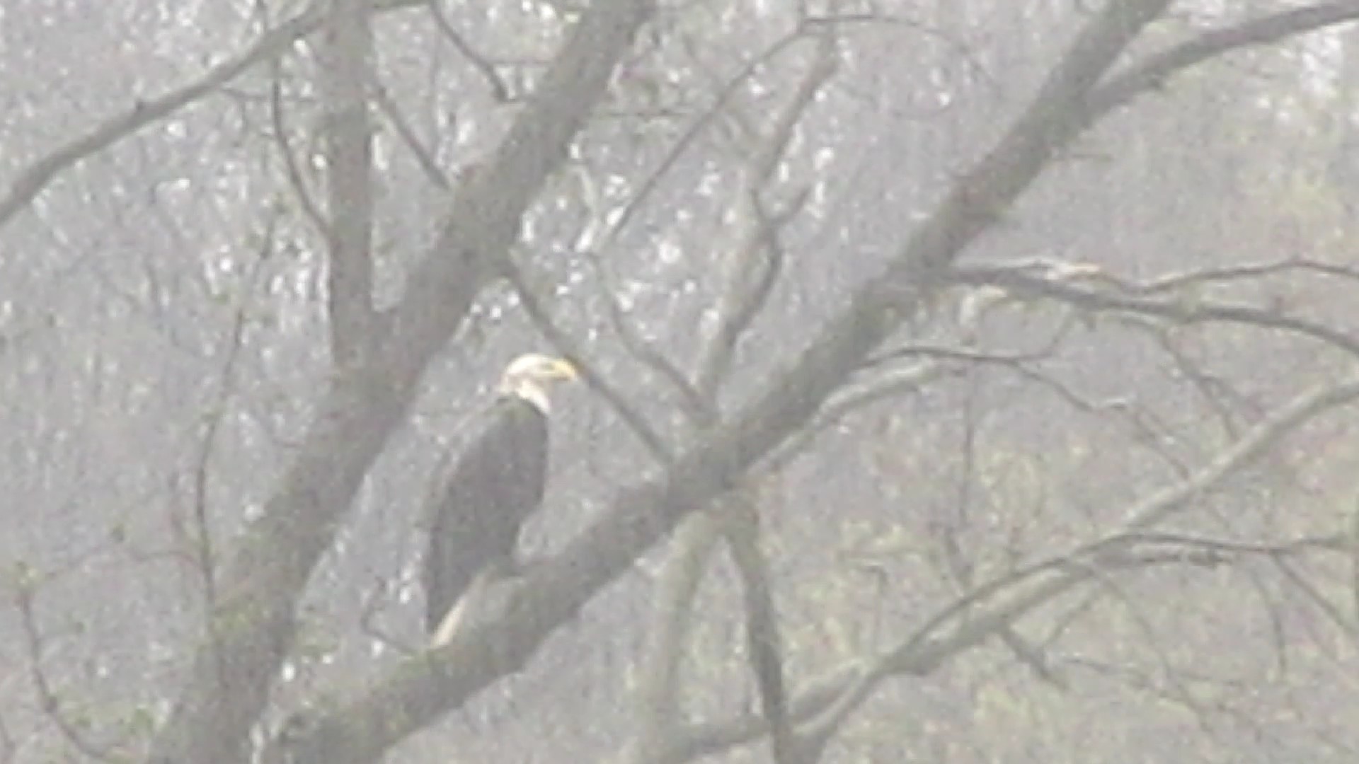 Hawks and a Bald Eagle in the Rain Today!