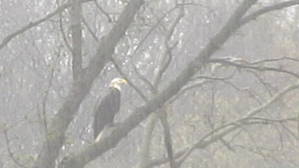 Hawks and a Bald Eagle in the Rain&nbsp;Today!