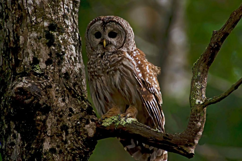 We Heard a Barred Owl Last Night