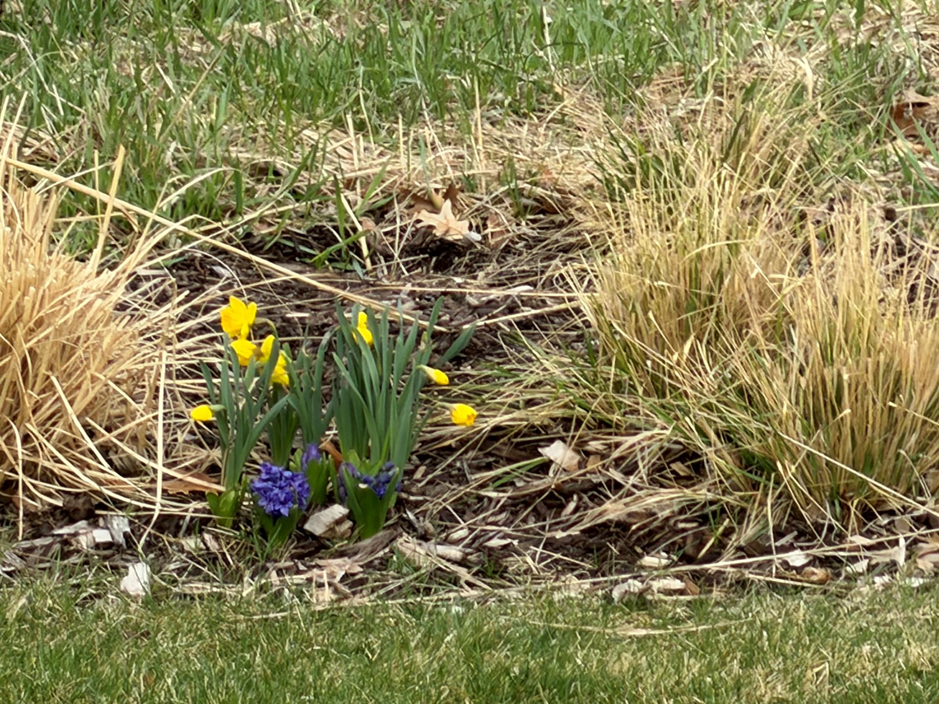 Spring Flowers Photo&nbsp;Quiz!