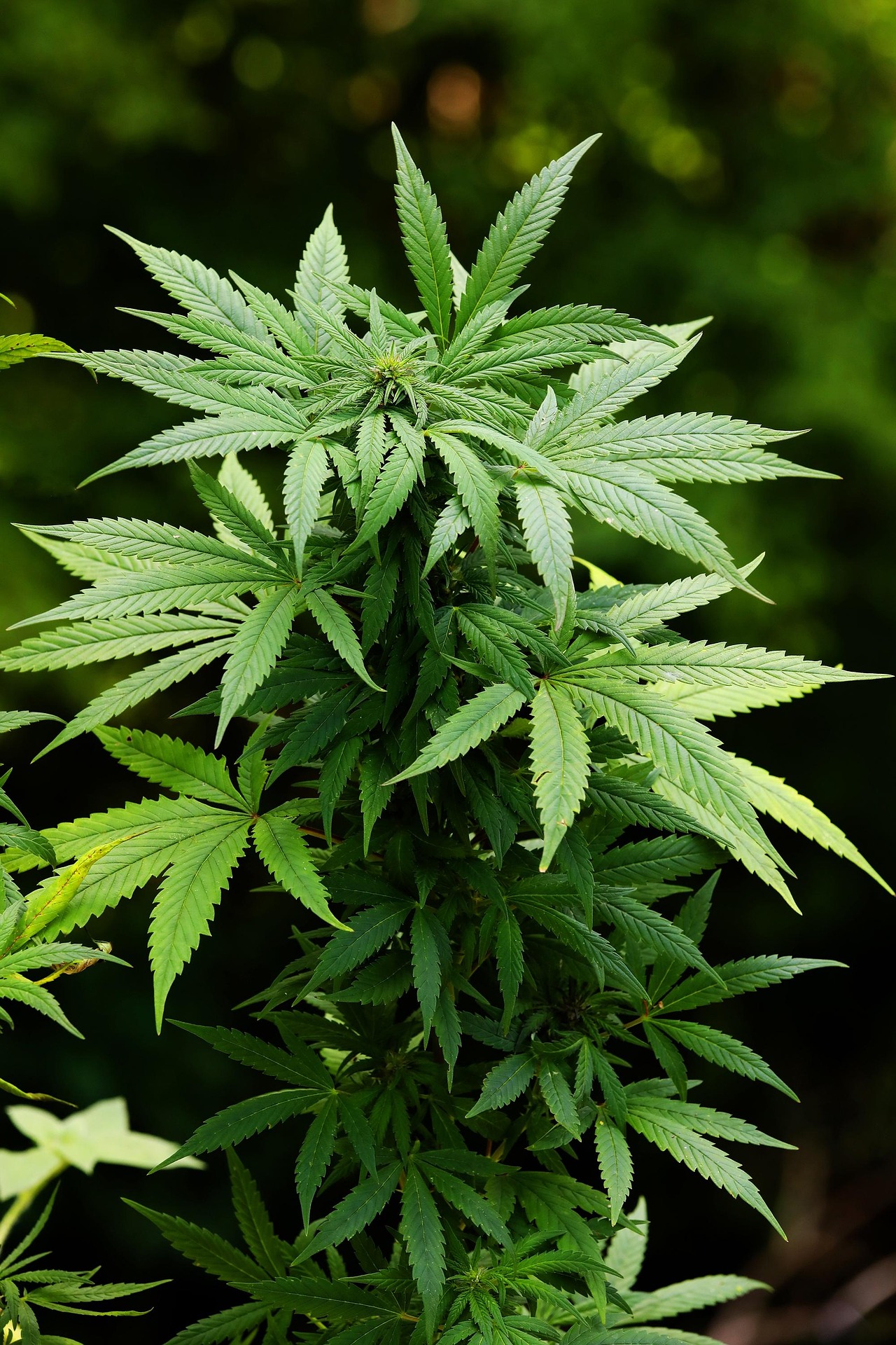 Cannabis Rescheduled from Schedule I to Schedule III Today