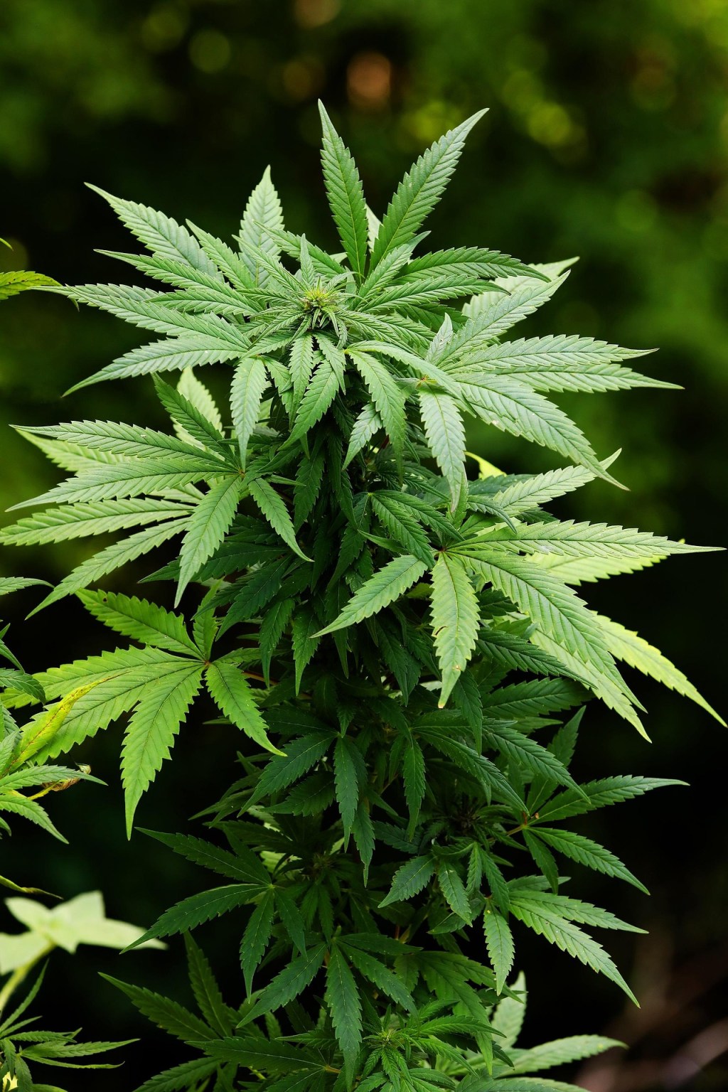 Cannabis Rescheduled from Schedule I to Schedule III Today