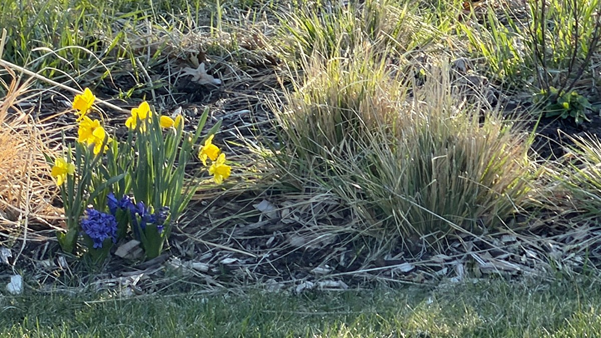 Easter Monday Flowers