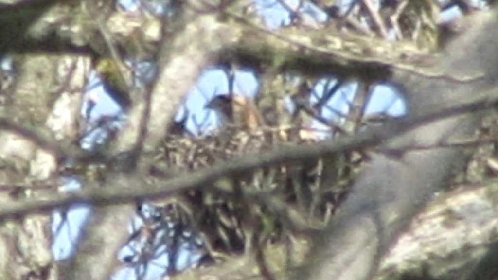 How are the Red-tailed Hawks&nbsp;Doing?