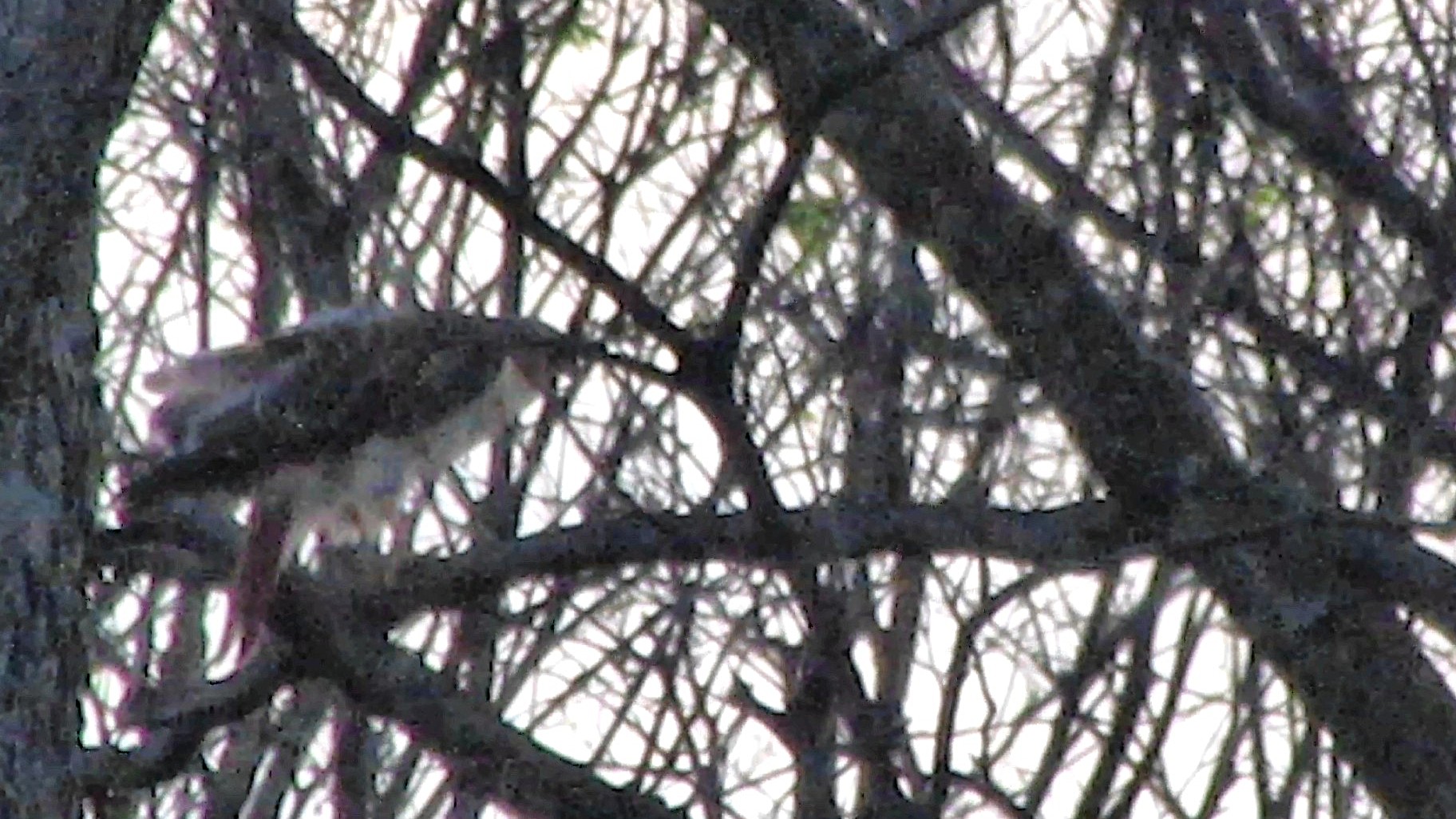 Red tailed Hawk Pair Trade Places on the&nbsp;Nest