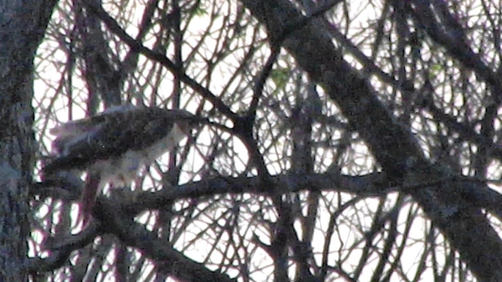 Red tailed Hawk Pair Trade Places on the&nbsp;Nest