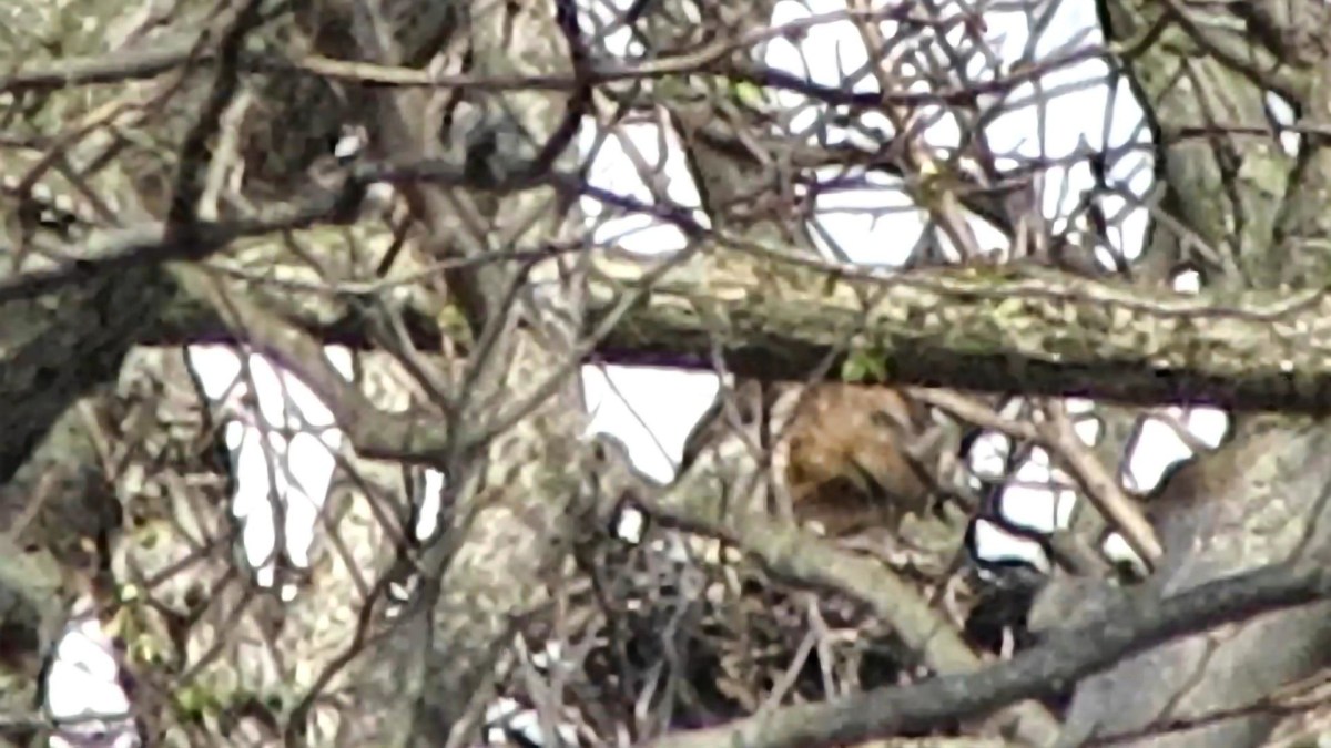 Red-tailed Hawk Fixing&nbsp;Nest
