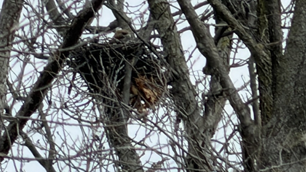 Sena Finds a Red-tailed Hawk Sitting on a&nbsp;Nest