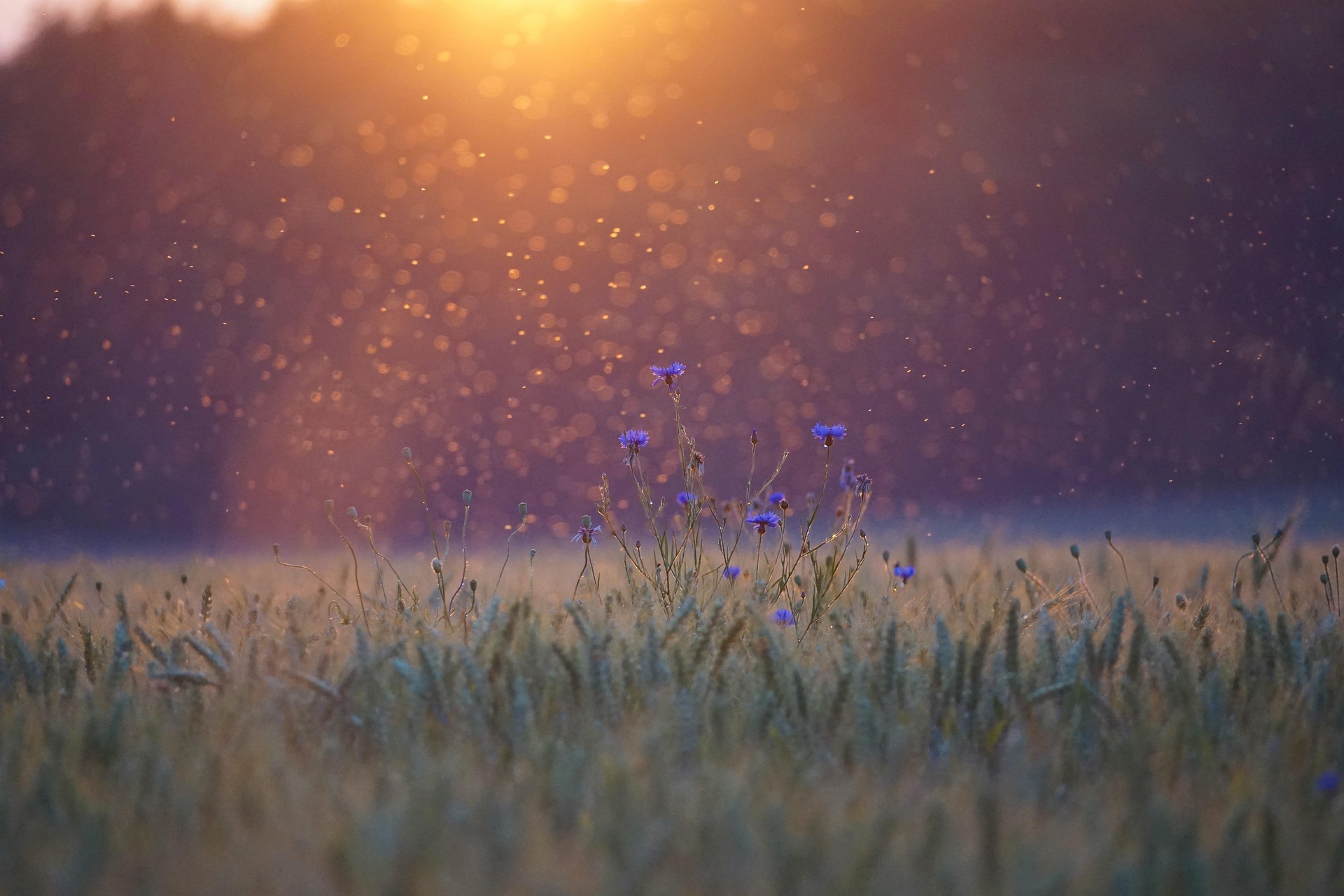 Thoughts on Nature