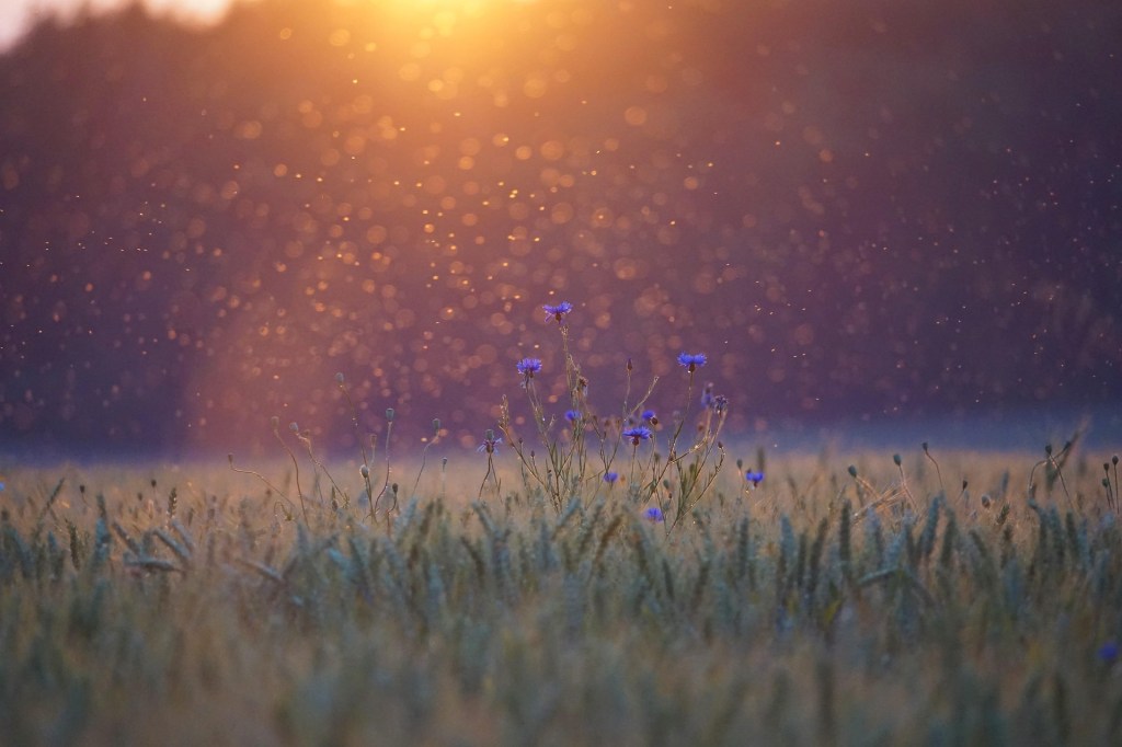 Thoughts on Nature