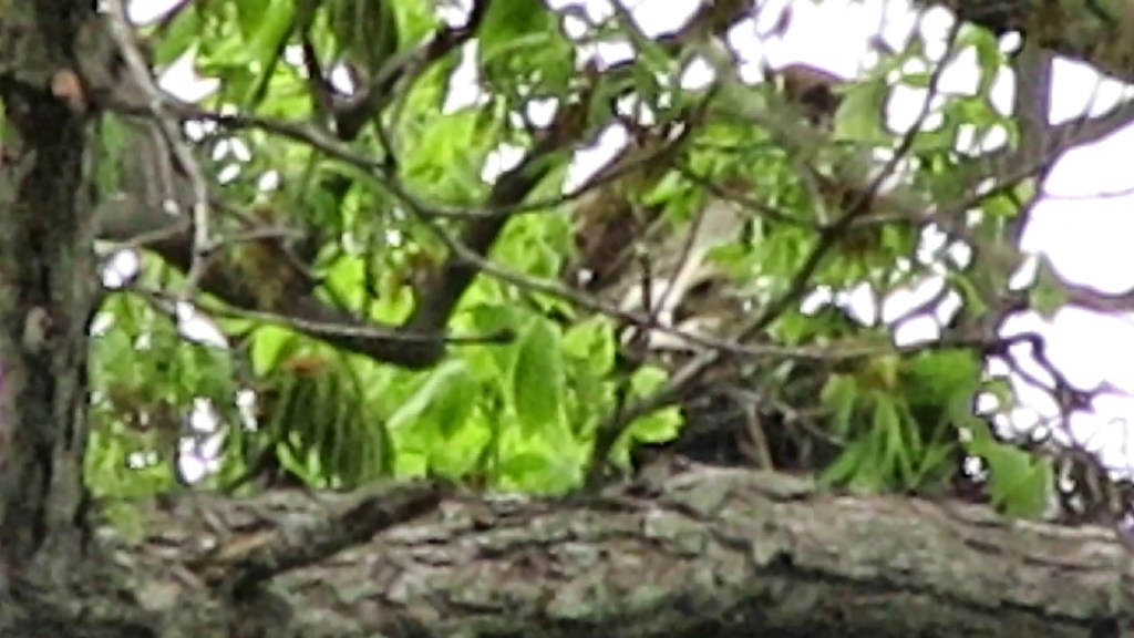 Red-Tailed Hawk Chick in the Nest!