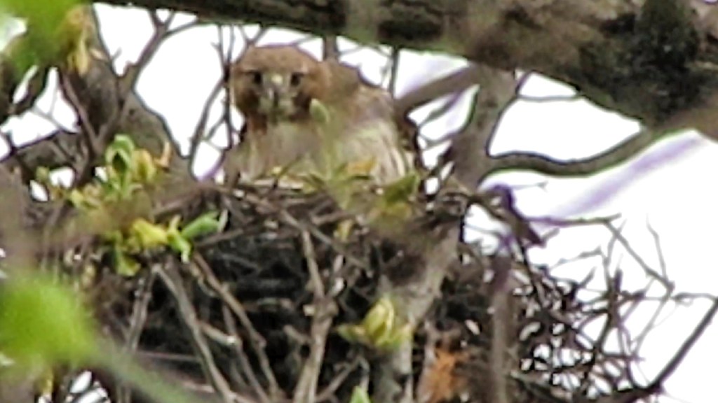 Red-tailed Hawk in the&nbsp;Rain!