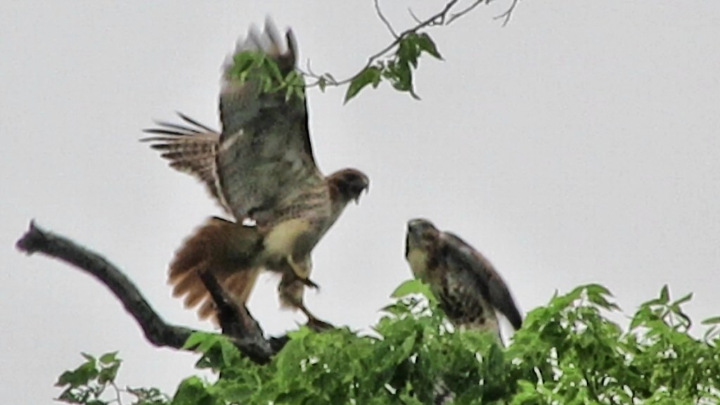 Are These Hawks&nbsp;Talking?