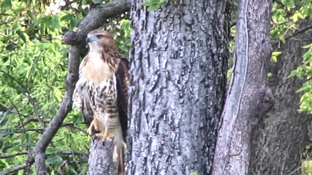The Hawk is a Head&nbsp;Bobber
