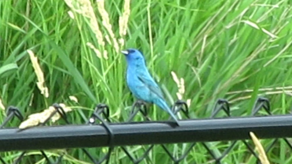 Jazzy Indigo Bunting in the Garden