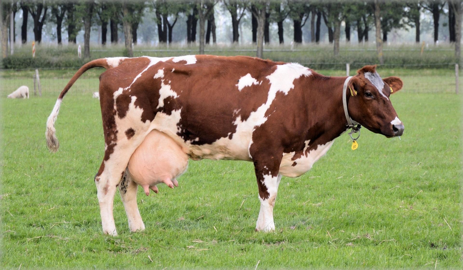 Cow Week Stuff from Mike Waters KOKZ 105.7