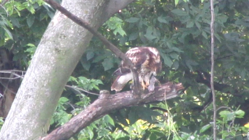 Red-tailed Hawk Pecking at&nbsp;Breakfast