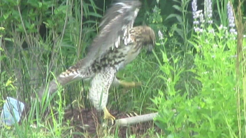 Hawk Morning Exercises