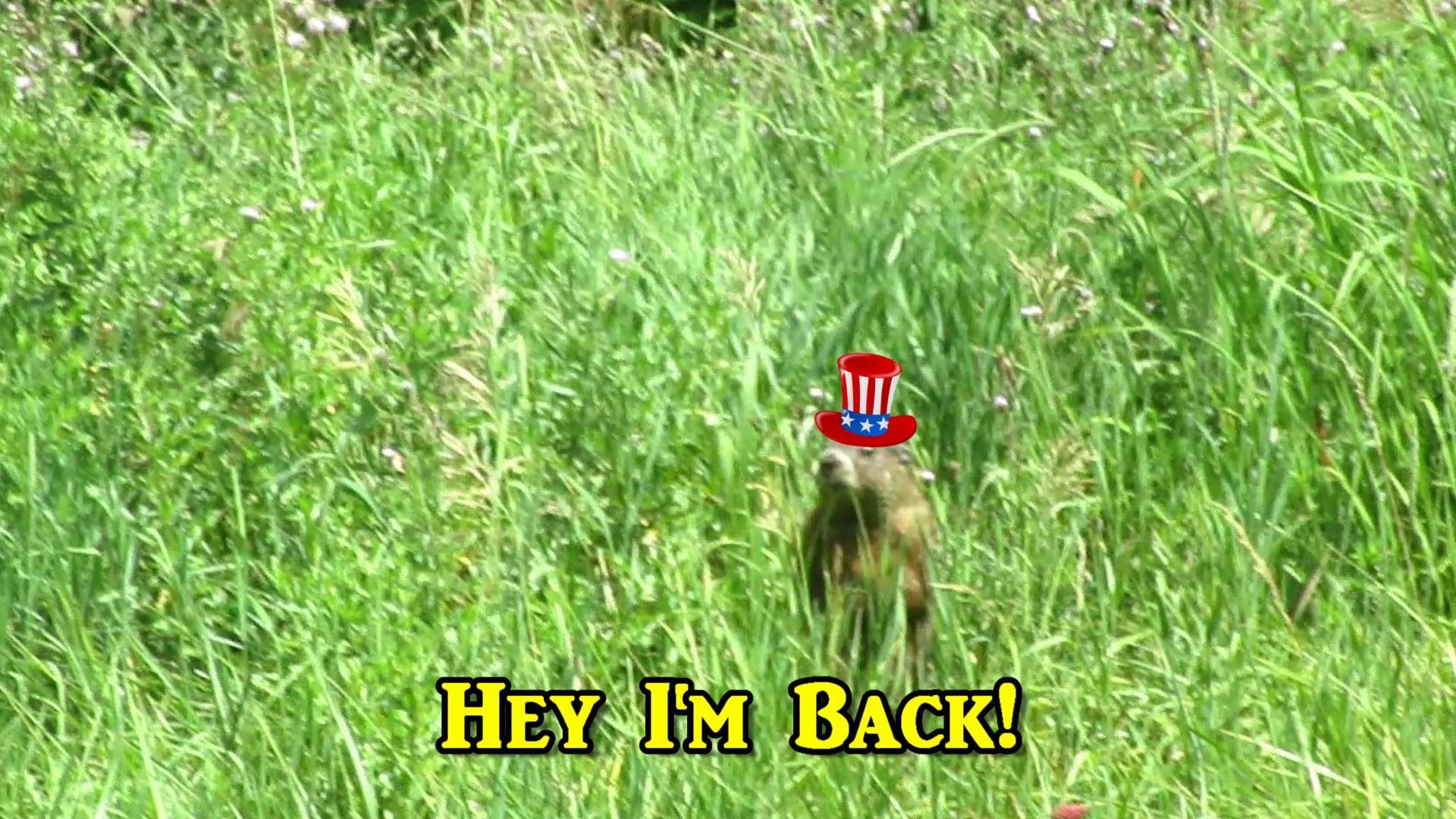 The Woodchuck is Back and It’s&nbsp;Patriotic!