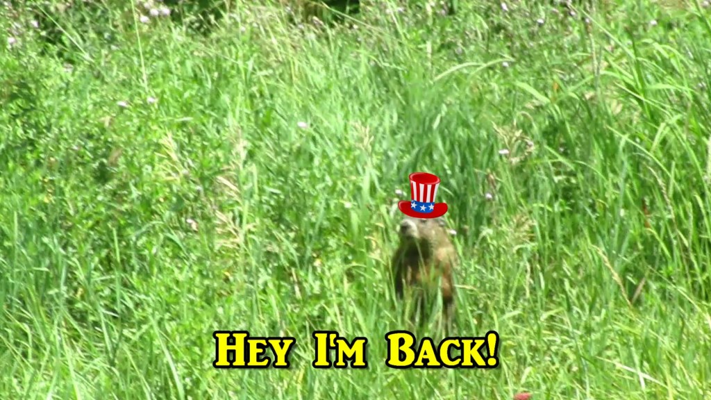The Woodchuck is Back and It’s&nbsp;Patriotic!