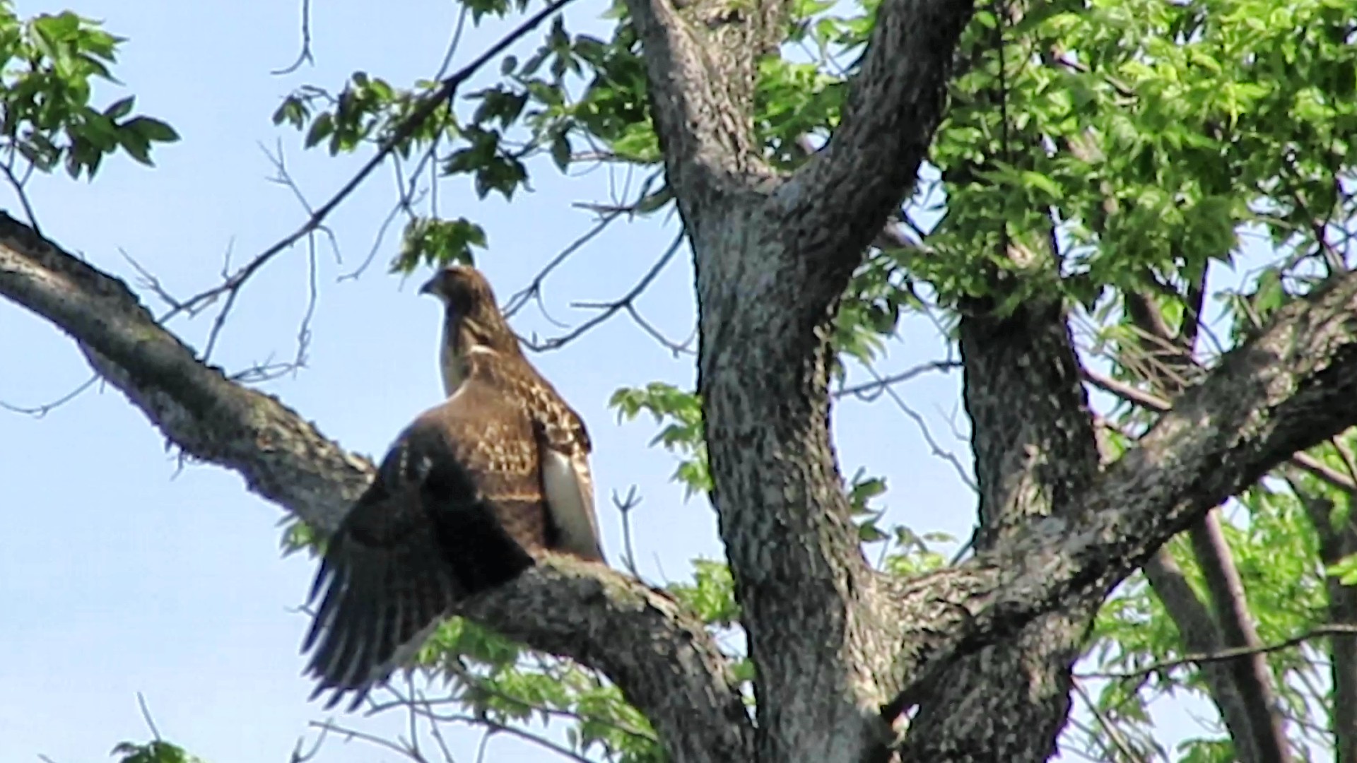 Is it Horaltic or Heraldic&nbsp;Hawk?