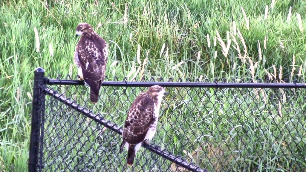 Two Hawks on the Fence Flinch at Mobbing Little Birds