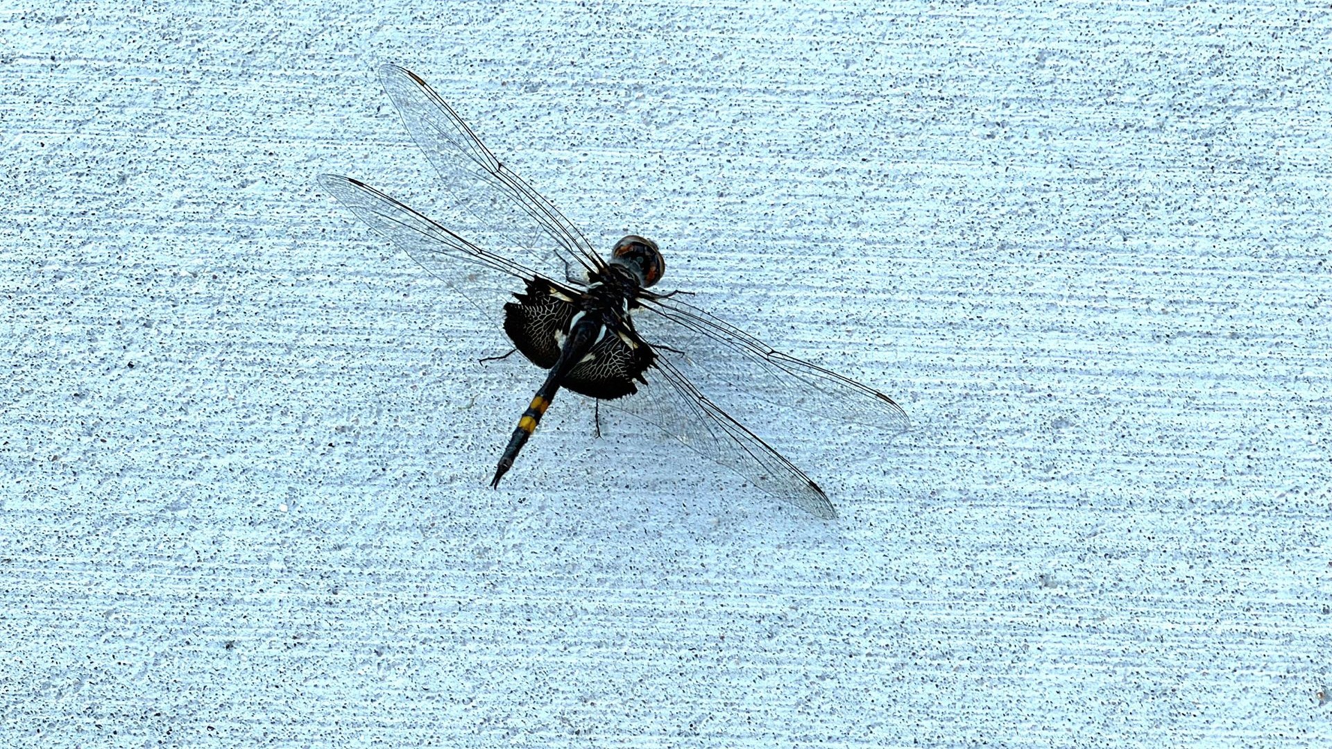 The Black Saddlebags Dragonfly Resting on the&nbsp;Sidewalk