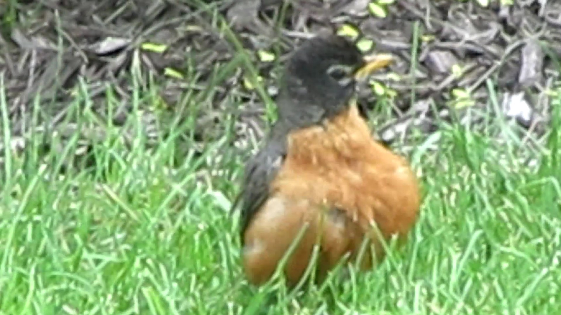 What’s Up with the Puffy Robin?