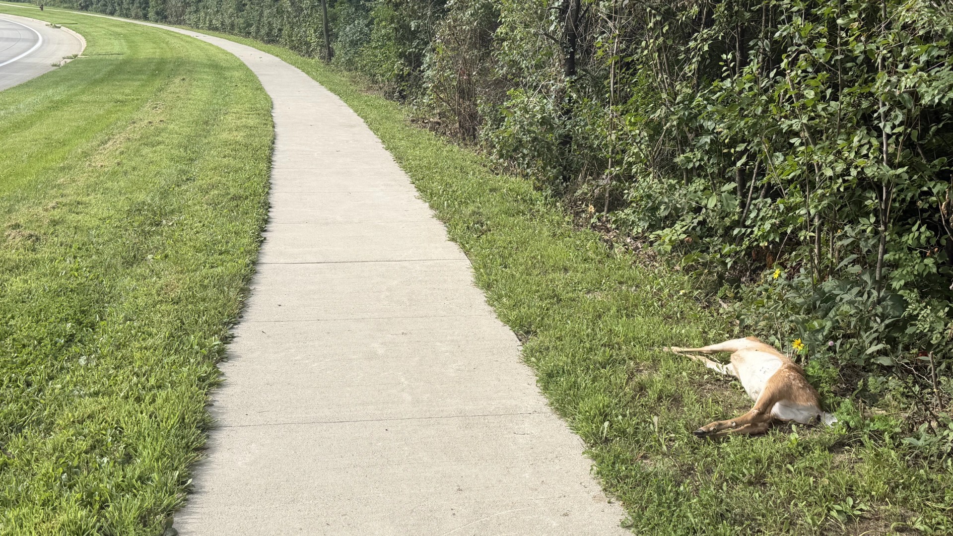 Roadkill Story and the Circle of&nbsp;Life