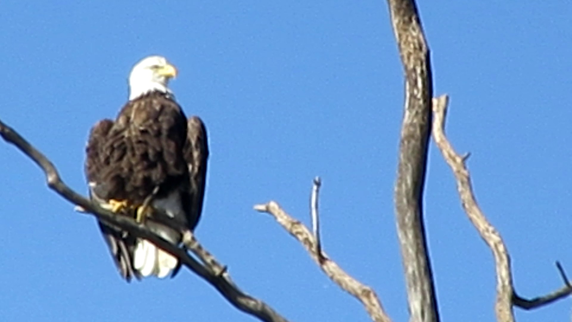 Bald Eagle Sunning and a Visit with the Irving Weber&nbsp;Statue