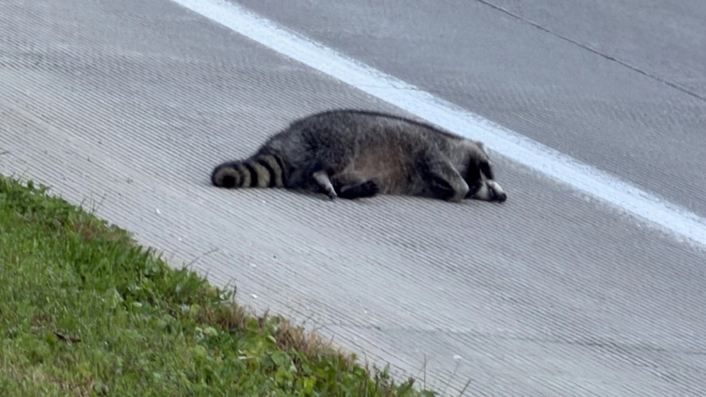 Thoughts on Rabies in Raccoons in&nbsp;Iowa