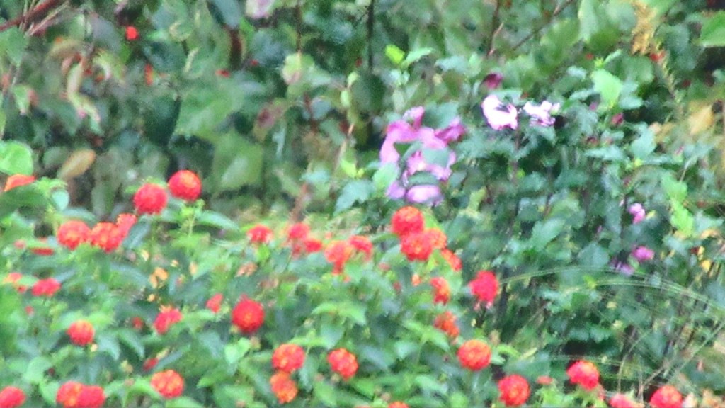 Sena & The Healing Hibiscus