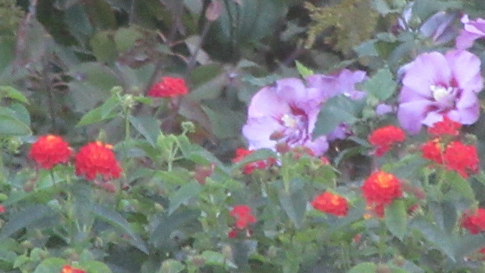 Hibiscus Blooming!