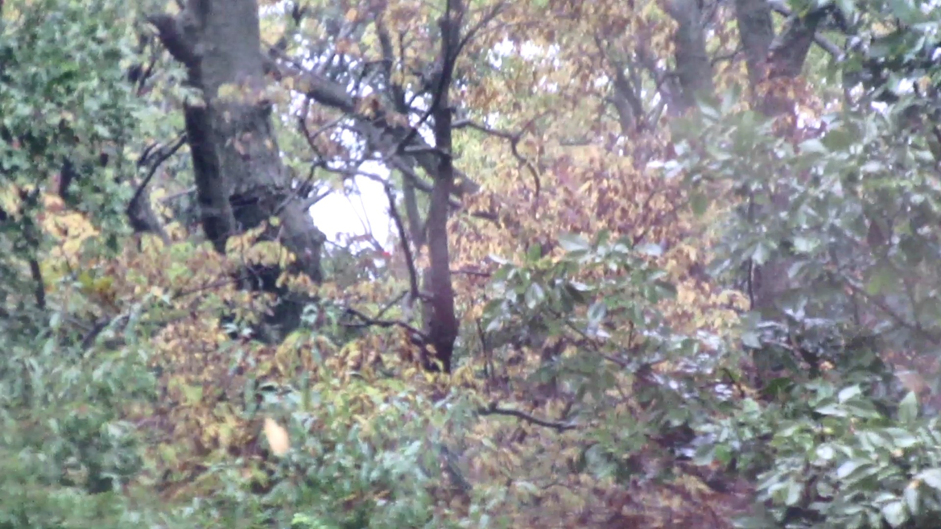 Autumn Leaves Falling Like&nbsp;Rain