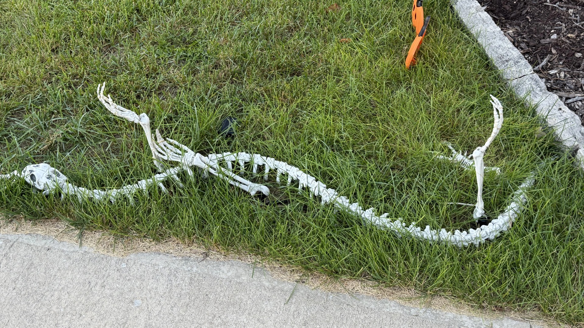 Halloween Skeleton Snake Jokes!